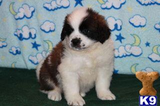 Puppies in PA